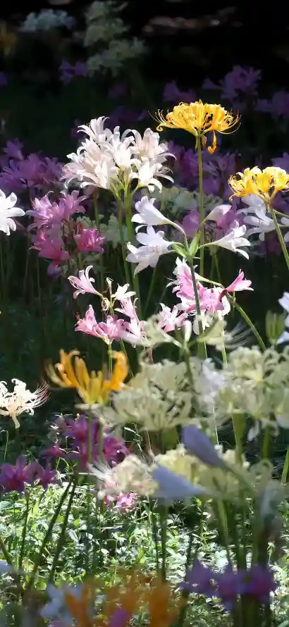 4k户外壁纸 - 植物 - 石蒜 - 花丛「哲风壁纸」