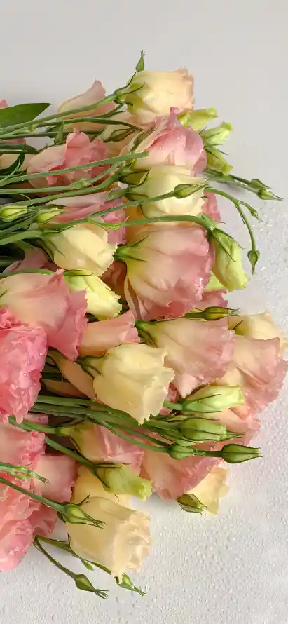 4k插花壁纸 - 绿叶 - 花束 - 花艺「哲风壁纸」