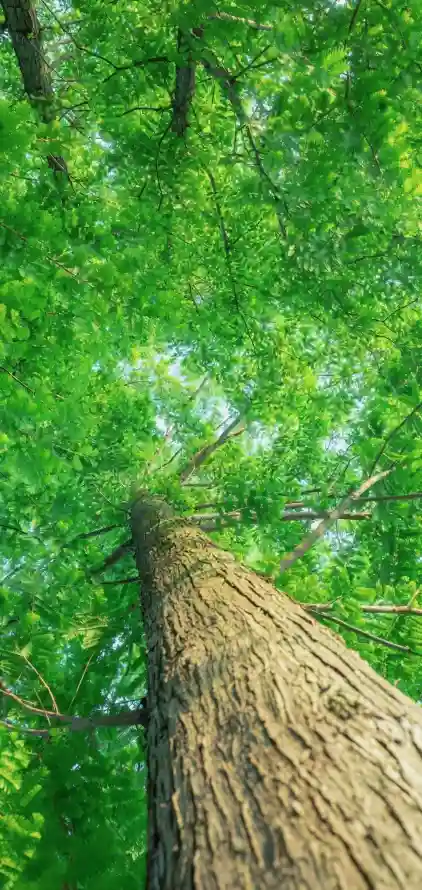 4k仰拍壁纸 - 夏日 - 户外 - 树干「哲风壁纸」