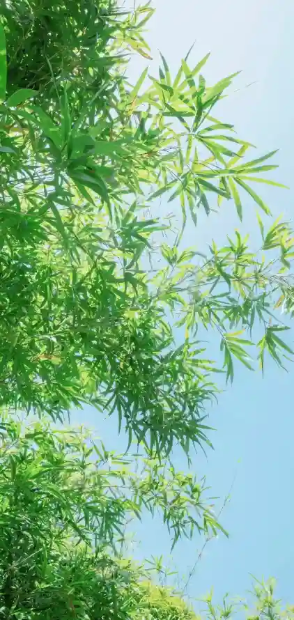 4k仰拍壁纸 - 夏日 - 嫩绿 - 户外「哲风壁纸」