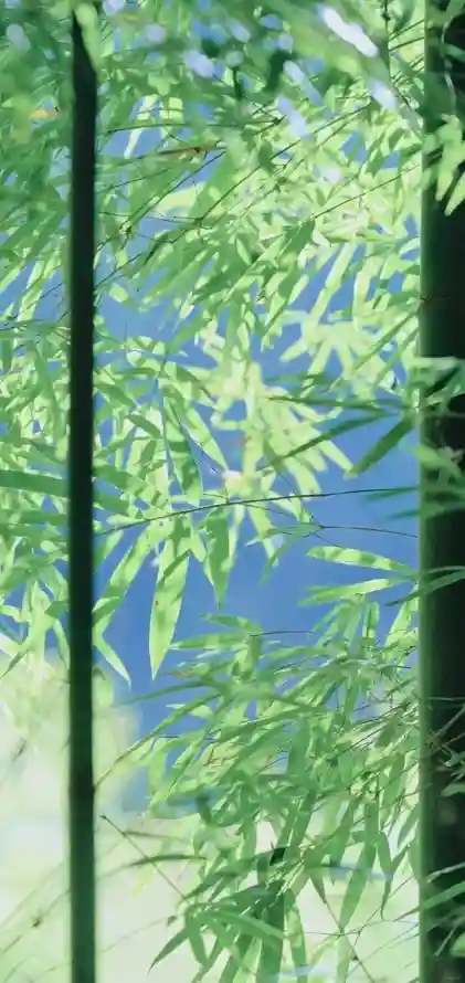 4k光影壁纸 - 夏日 - 枝叶 - 清新「哲风壁纸」