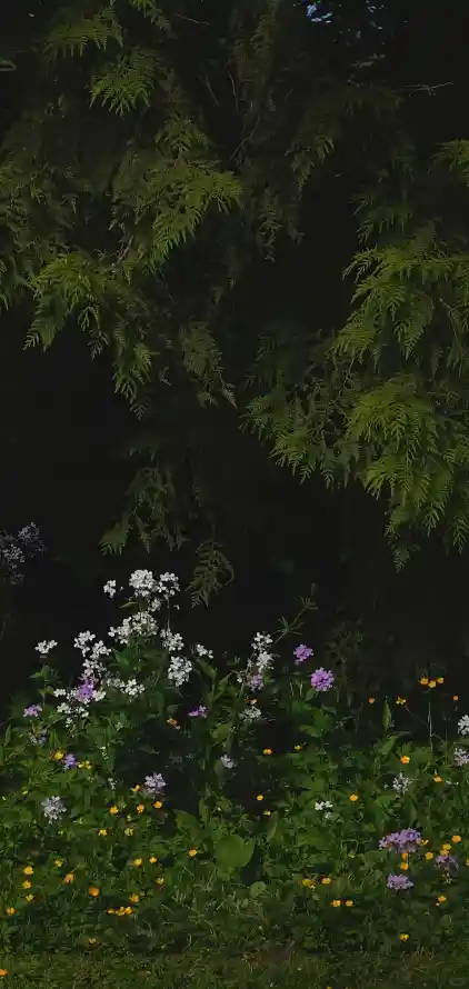 4k夜景壁纸 - 暗调 - 森林 - 森系「哲风壁纸」