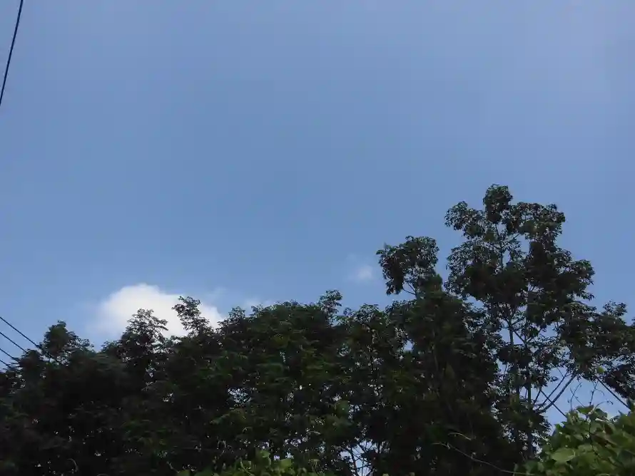 4k天空壁纸 - 户外 - 晴空 - 枝叶「哲风壁纸」 4k天空壁纸 - 户外 - 晴空 - 枝叶「哲风壁纸」