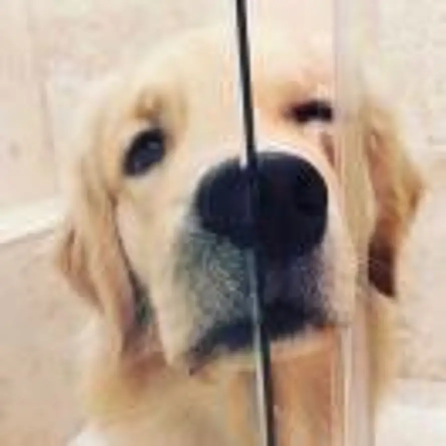 🐶 Yao的用户头像 - 哲风壁纸
