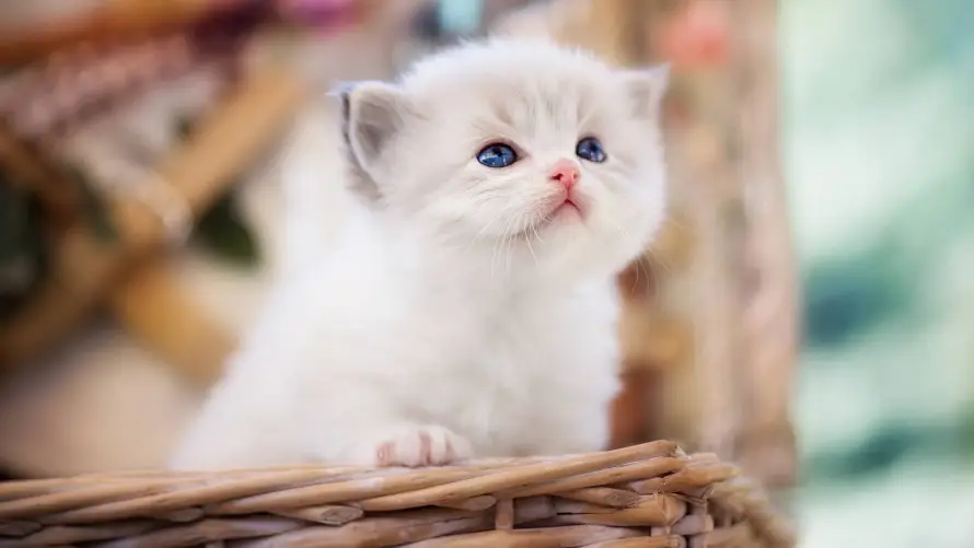 4k宠物壁纸 - 猫 - 幼猫 - 猫咪「哲风壁纸」