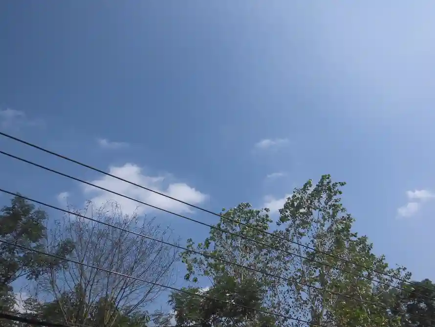 4k天空壁纸 - 户外 - 晴朗 - 枝叶「哲风壁纸」 4k天空壁纸 - 户外 - 晴朗 - 枝叶「哲风壁纸」