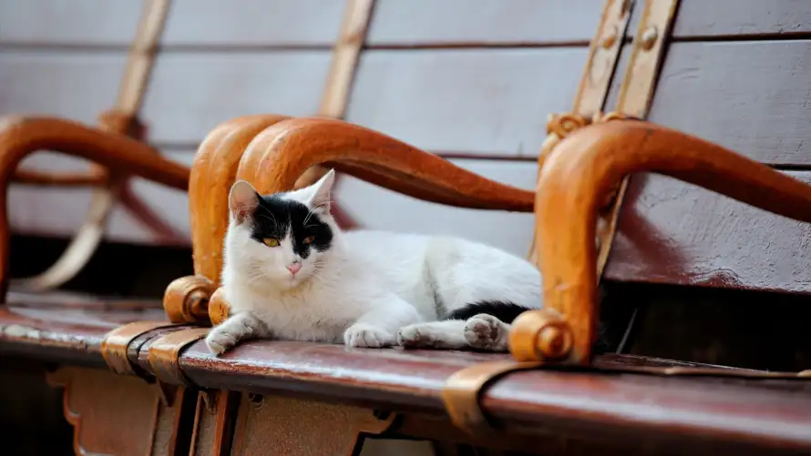 4k休憩壁纸 - 宫猫 - 御猫 - 慵懒「哲风壁纸」