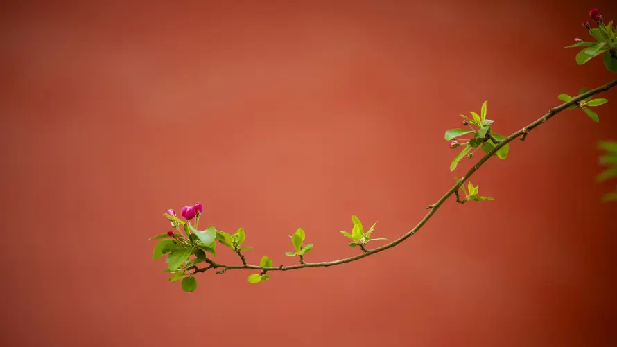 2k中式壁纸-古韵 - 嫩芽-宫墙「哲风壁纸」