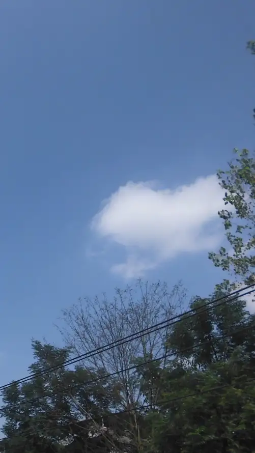 4k天空壁纸 - 户外 - 晴朗 - 树木「哲风壁纸」