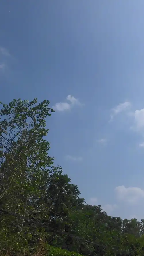 4k天空壁纸 - 户外 - 晴朗 - 树木「哲风壁纸」