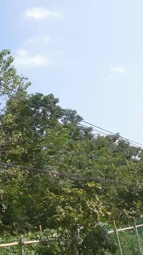 4k围栏壁纸 - 树 - 天空 - 户外「哲风壁纸」