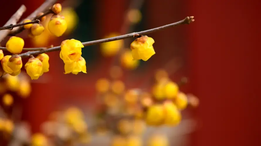 4k微距壁纸 - 枝条 - 特写 - 红墙「哲风壁纸」