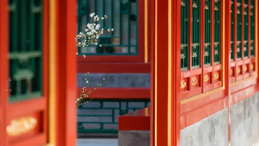 4k庭院壁纸 - 廊檐 - 白梅 - 花窗「哲风壁纸」