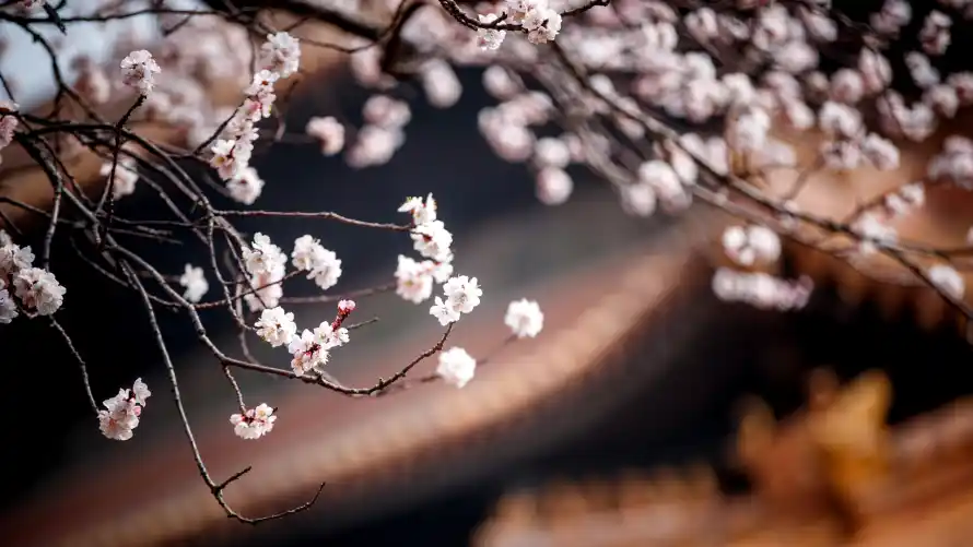 4k春日壁纸 - 春景 - 樱花 - 花枝「哲风壁纸」
