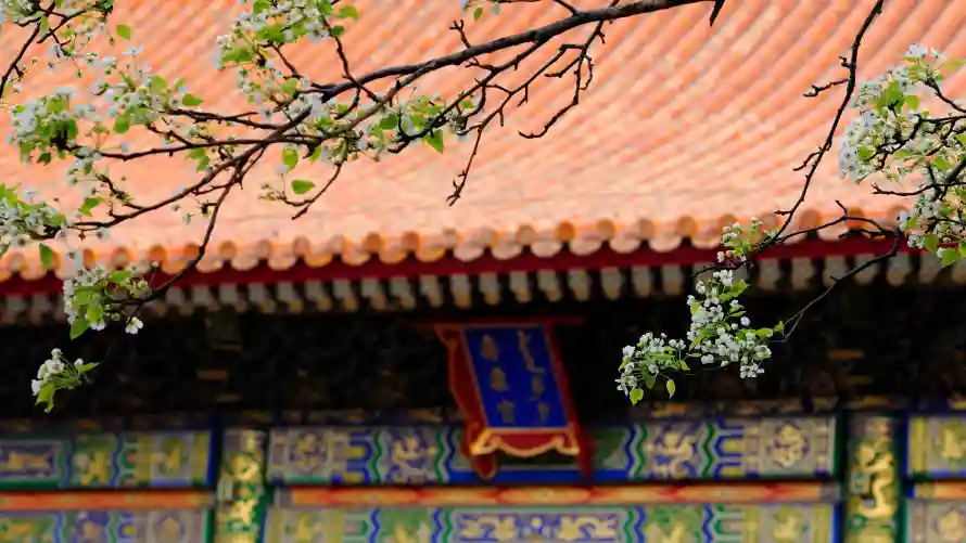 4k彩画壁纸 - 新芽 - 春天 - 白花「哲风壁纸」