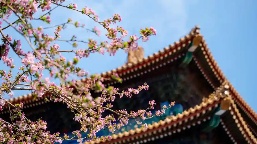 4k故宫壁纸 - 春季 - 春花 - 晴空「哲风壁纸」