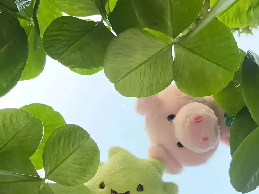 4k仰拍壁纸 - 公仔 - 可爱 - 小熊「哲风壁纸」