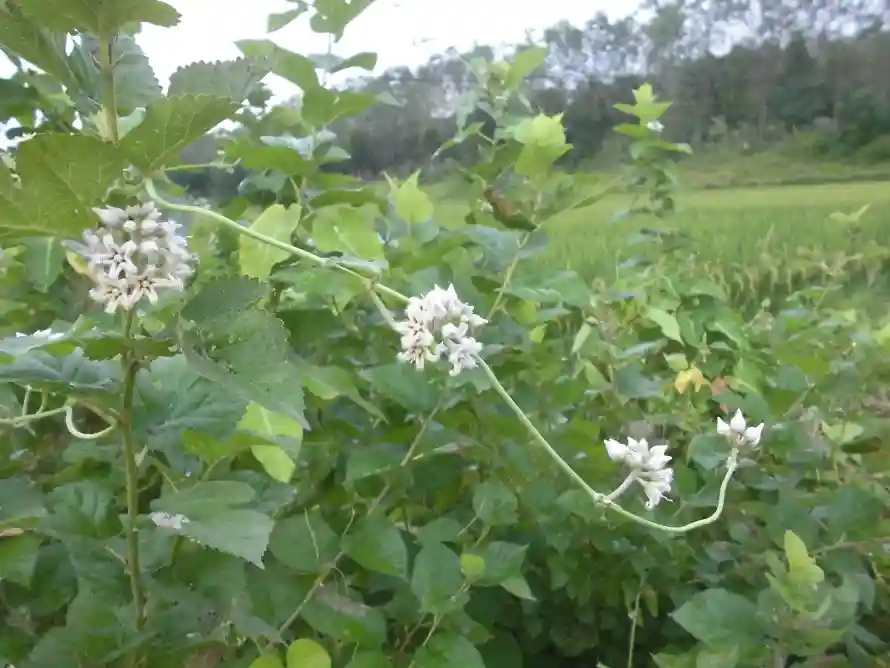 4k树林壁纸 - 田间 - 绿叶 - 草地「哲风壁纸」 4k树林壁纸 - 田间 - 绿叶 - 草地「哲风壁纸」