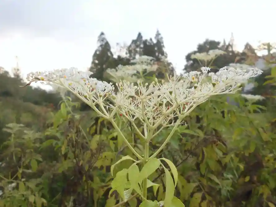 4k山林壁纸 - 户外 - 绿叶 - 自然「哲风壁纸」 4k山林壁纸 - 户外 - 绿叶 - 自然「哲风壁纸」
