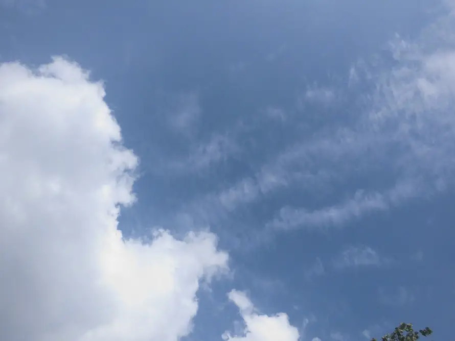 4k天空壁纸 - 晴日 - 晴朗 - 树梢「哲风壁纸」