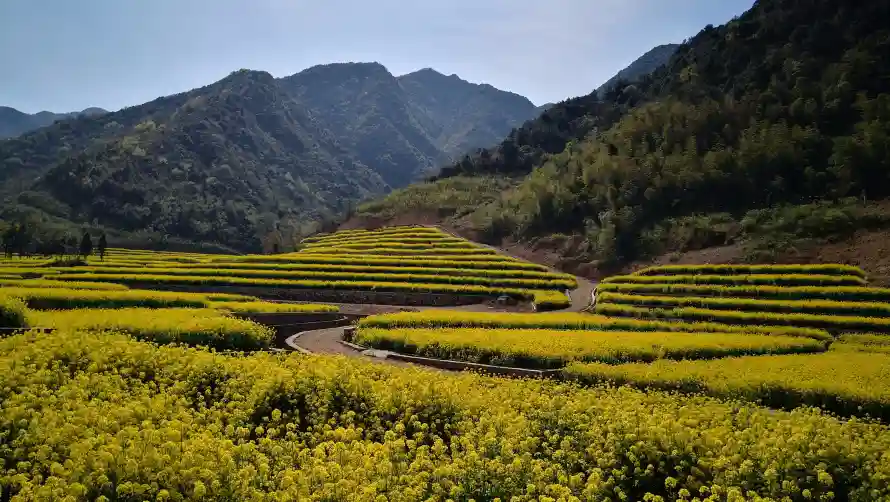 4k梯田壁纸-花田 - 蓝天-青山「哲风壁纸」