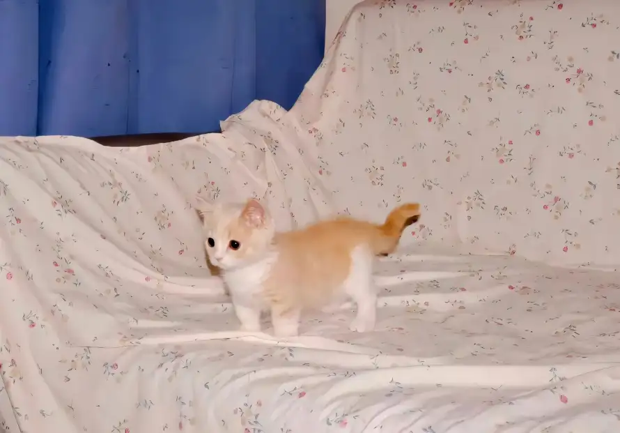 4k可爱壁纸 - 奶猫 - 宠物 - 小猫「哲风壁纸」 4k可爱壁纸 - 奶猫 - 宠物 - 小猫「哲风壁纸」