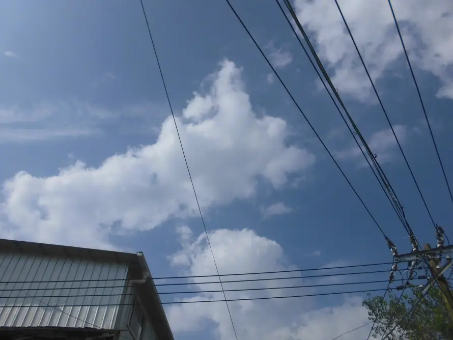 5k天空壁纸-户外 - 晴朗-树木「哲风壁纸」