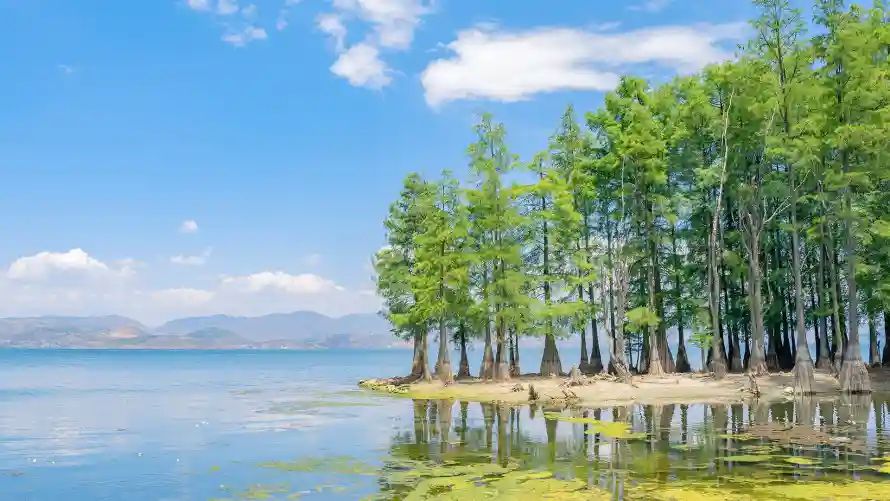 2k山水壁纸-树 - 晴天-水杉「哲风壁纸」