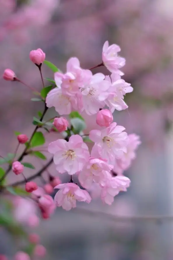 4k植物壁纸 - q - w - 清新「哲风壁纸」