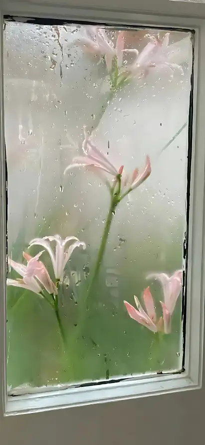 4k朦胧壁纸 - 水雾 - 窗边 - 花茎「哲风壁纸」