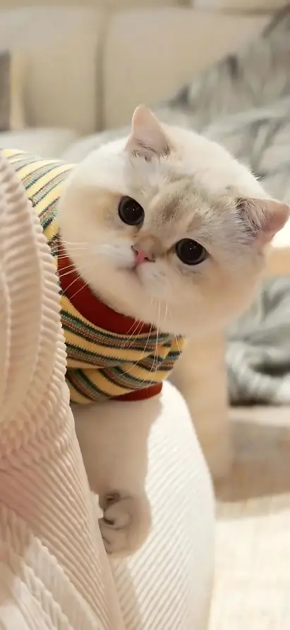 4k可爱壁纸 - 大眼 - 奶猫 - 宠物「哲风壁纸」