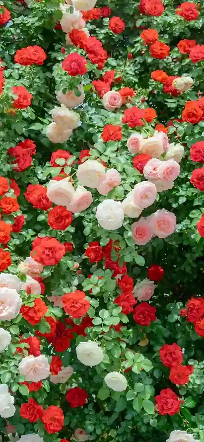 4k植物壁纸 - 白花 - 粉花 - 繁花「哲风壁纸」