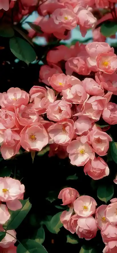 4k植物壁纸 - 盛开 - 绿叶 - 花卉「哲风壁纸」
