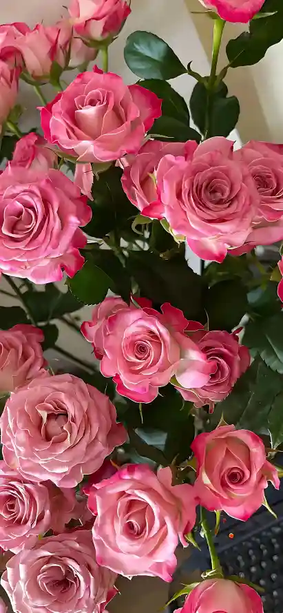 4k切花壁纸 - 植物 - 绿叶 - 花卉「哲风壁纸」
