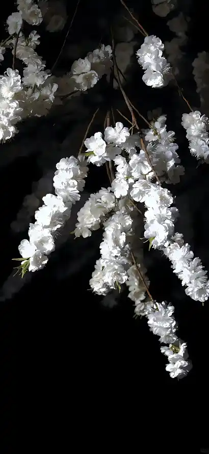 4k夜晚壁纸 - 梨花 - 白花 - 花串「哲风壁纸」