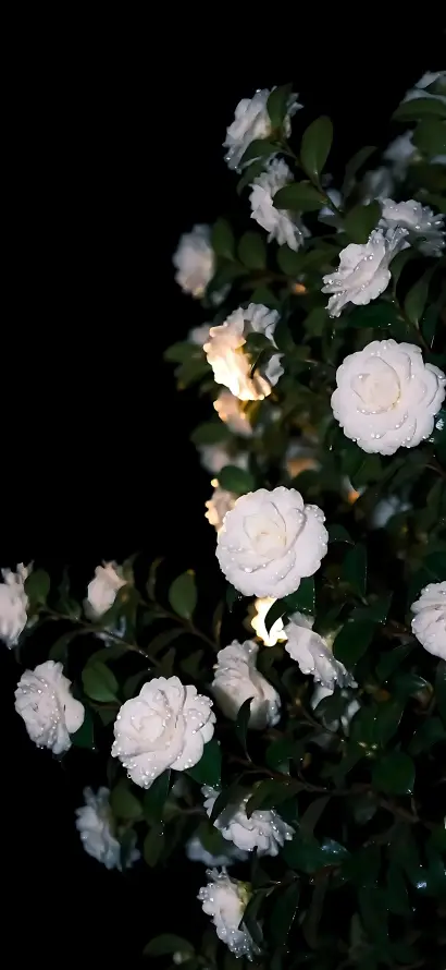 4k夜晚壁纸 - 夜色 - 暗调 - 植物「哲风壁纸」