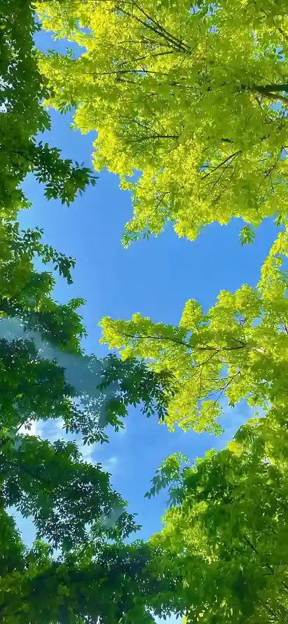 4k仰拍壁纸 - 晴空 - 树林 - 树梢「哲风壁纸」
