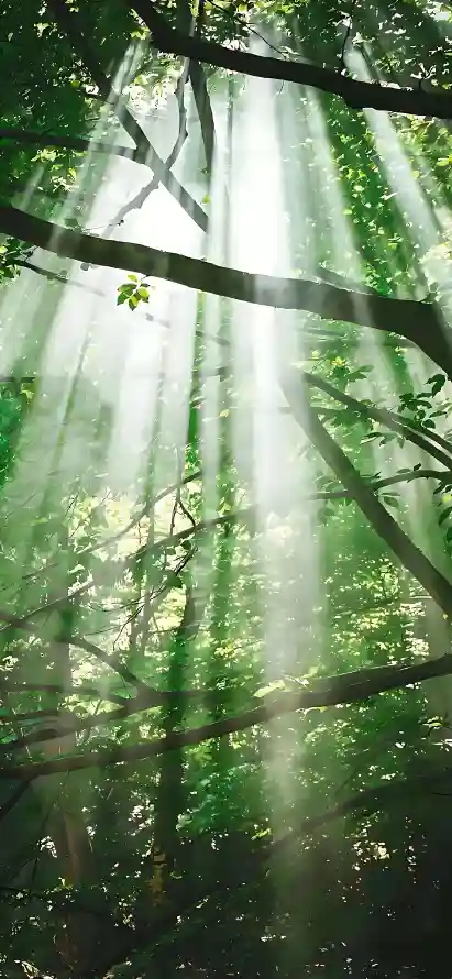 4k光束壁纸 - 晨光 - 树林 - 树枝「哲风壁纸」