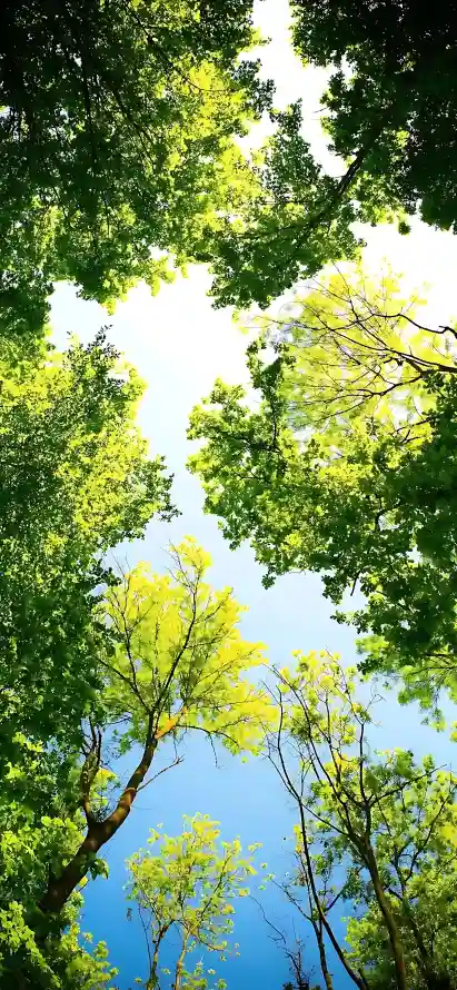 4k仰拍壁纸 - 夏日 - 户外 - 树叶「哲风壁纸」