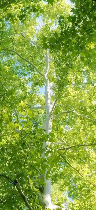 4k仰拍壁纸 - 夏日 - 枝叶 - 树叶「哲风壁纸」
