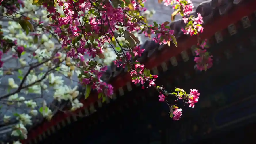 4k宫墙壁纸 - 故宫 - 春日 - 春花「哲风壁纸」