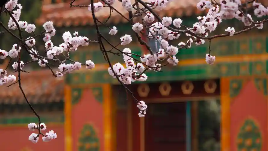 4k宫苑壁纸 - 故宫 - 春季 - 春花「哲风壁纸」