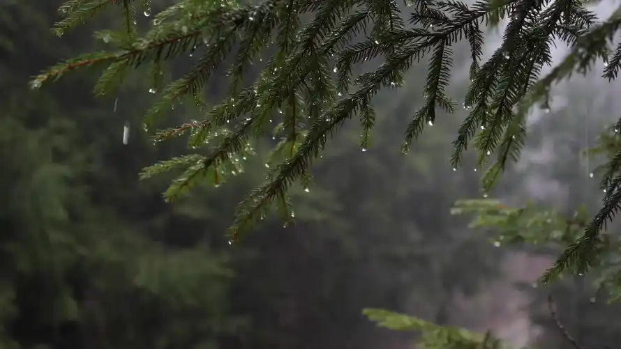 3k下雨壁纸-冷杉 - 朦胧-松枝「哲风壁纸」