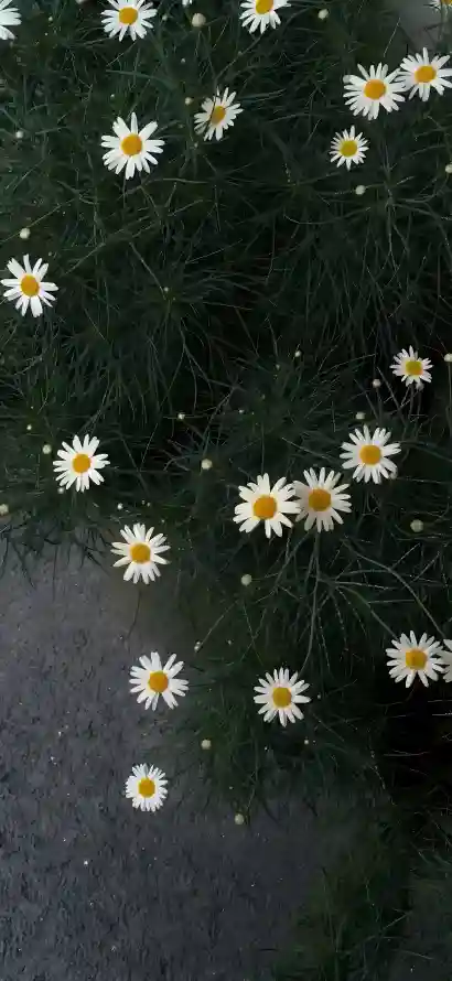 4k户外壁纸 - 植物 - 清新 - 白花「哲风壁纸」