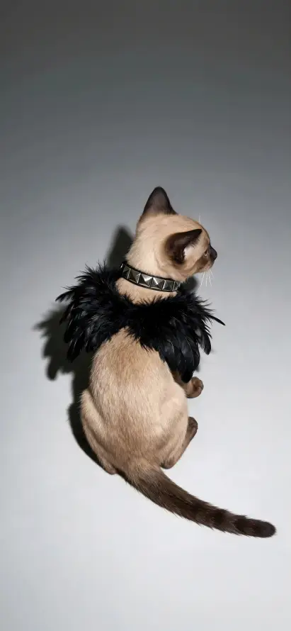 4k可爱壁纸 - 宠物 - 小猫 - 猫咪「哲风壁纸」