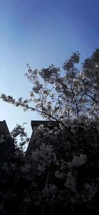 4k仰拍壁纸 - 天空 - 屋顶 - 建筑「哲风壁纸」