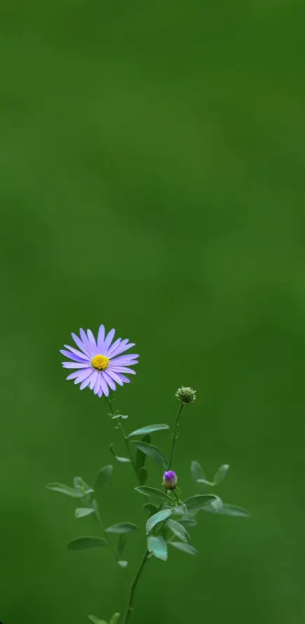 4k叶片壁纸 - 花 - 纯绿 - 花苞「哲风壁纸」