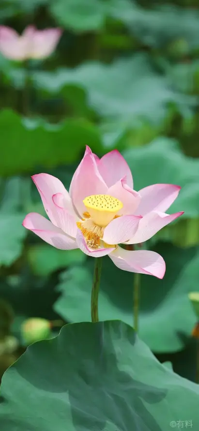 4k国风壁纸 - 夏日 - 插画 - 植物「哲风壁纸」