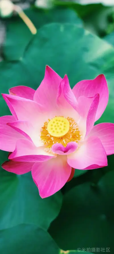 4k荷叶壁纸 - 荷花 - 莲花 - 夏季花卉「哲风壁纸」