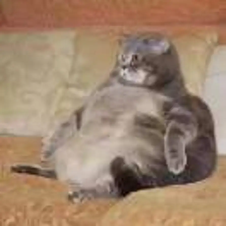 [月亮]🐯的头像